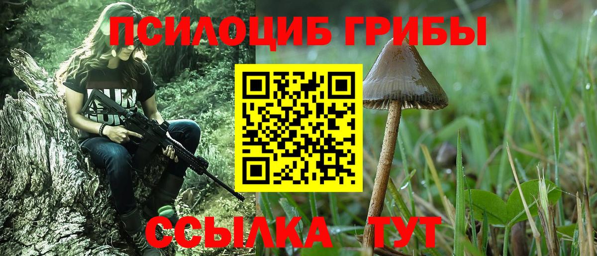 Ачхой-Мартан  Галлюциногенные грибы Psilocybine cubensis  Вход с VPN 